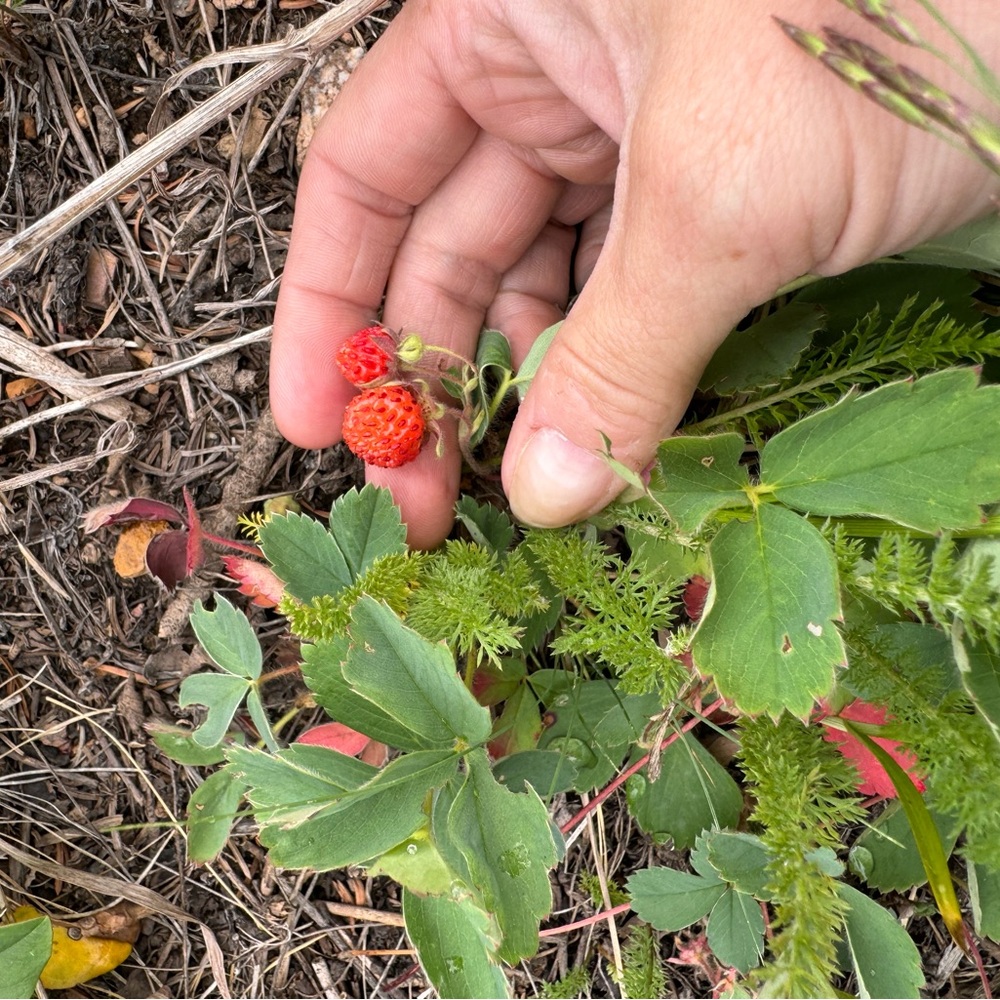 Meet your Posher, Rae